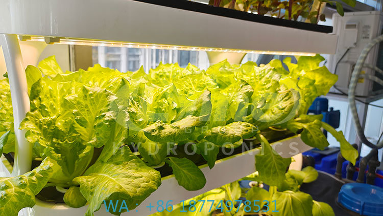 Agriculture Farming Systems - Maszyna rolnicza do uprawy warzyw, system