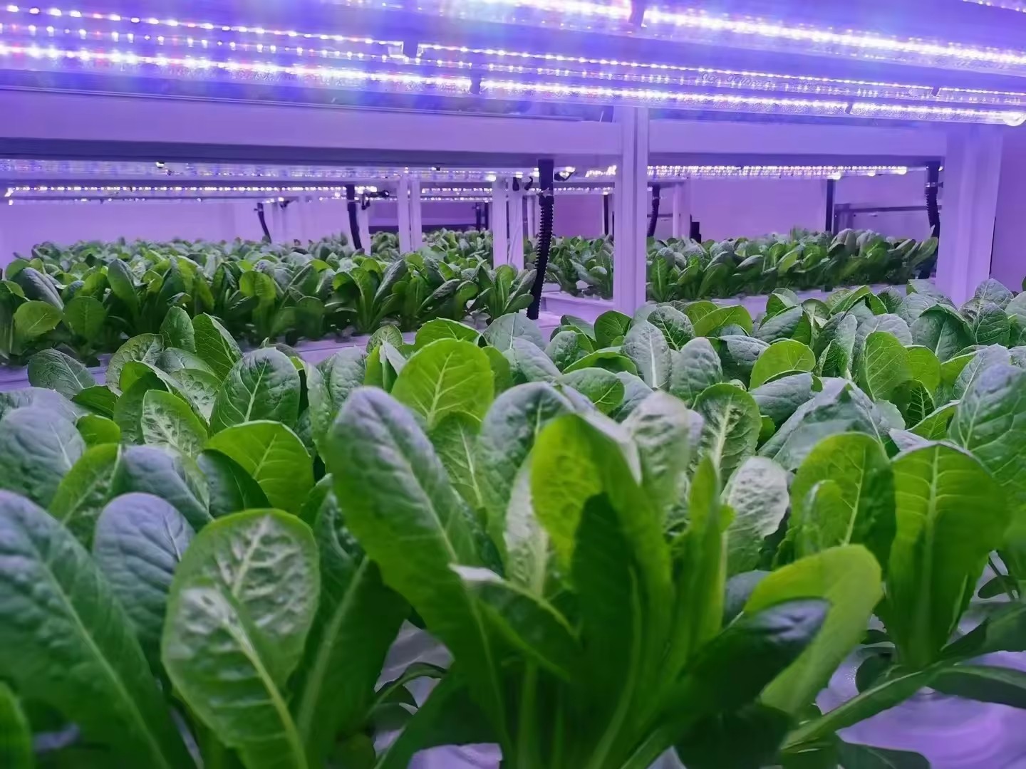 System hydroponiczny wieżowy d – Agriculture Farming Systems recenzja i cena