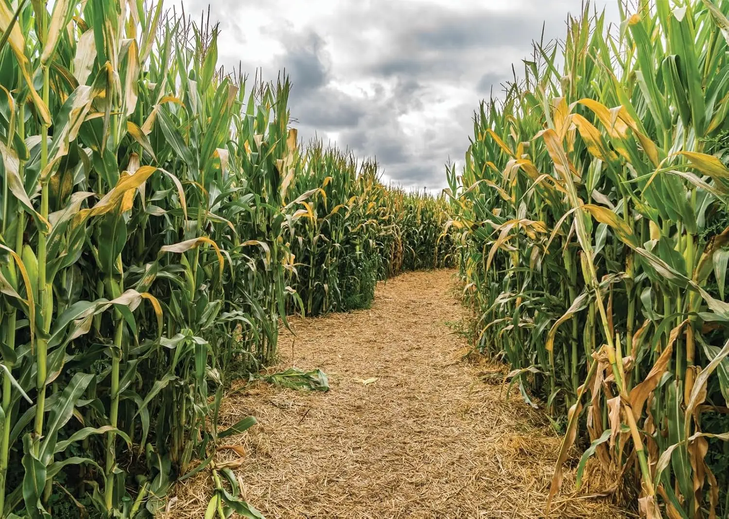 Zielone pole kukurydzy Labiryn – Agriculture Farming Background recenzja i cena